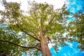 Best Palm Tree Trimming  in New Bedford, PA