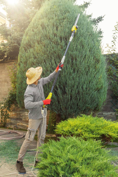 Best Tree Maintenance Programs  in New Bedford, PA